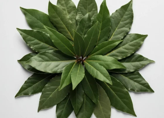 Bay leaves